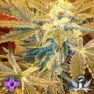 Gage Green Seeds Healing Fields
